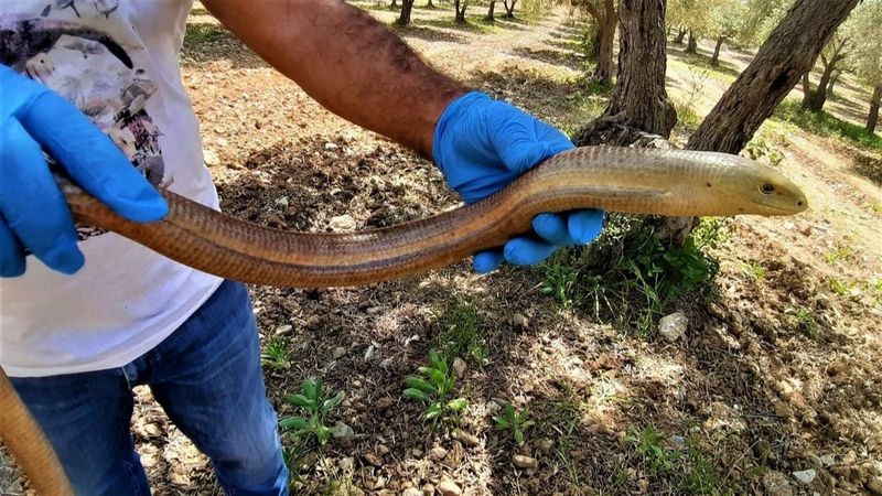 Kuşadası’nda yılan görünümlü kertenkele yakalandı