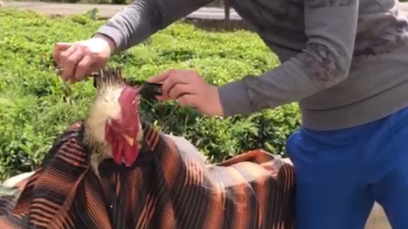 Rizeli kuaför, horozunu tıraş eti