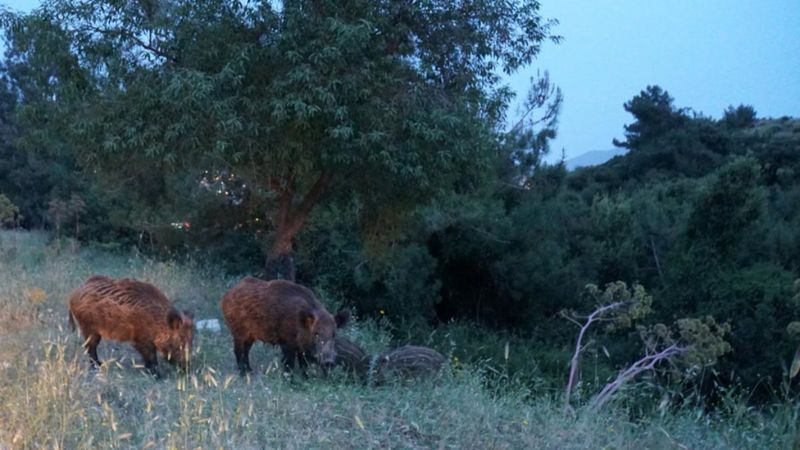 Muğla'da domuzlar için doğaya yemek bırakıldı