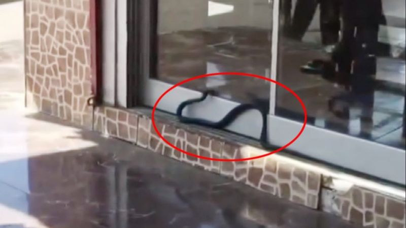 Antalya'da iş yerine girmeye çalışan yılan kamerada