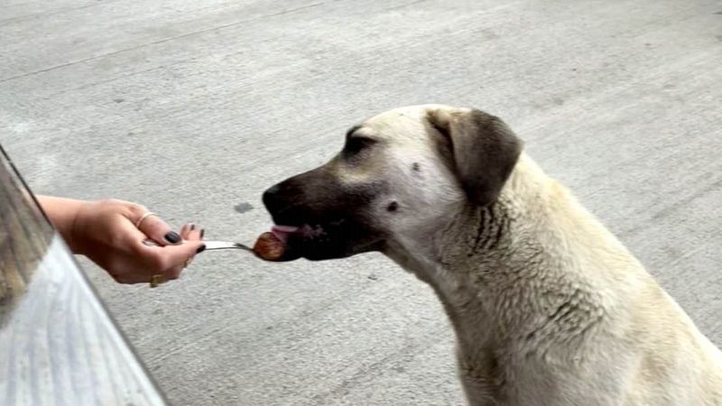 Kahramanmaraş'ta 'köpeğe kaşıkla yemek yedirdin' tartışması