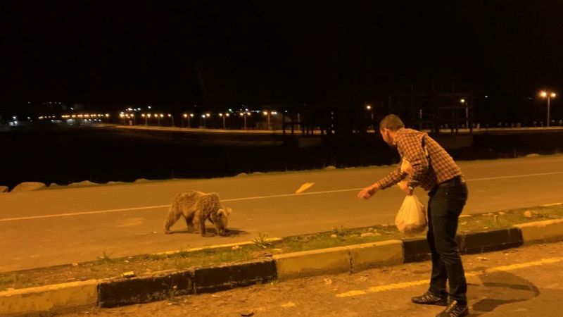 Kars'ta acıkan yavru boz ayıları elleriyle doyurdu