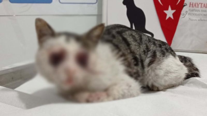 Adana’da yol kenarında gözleri oyulmuş kedi bulundu