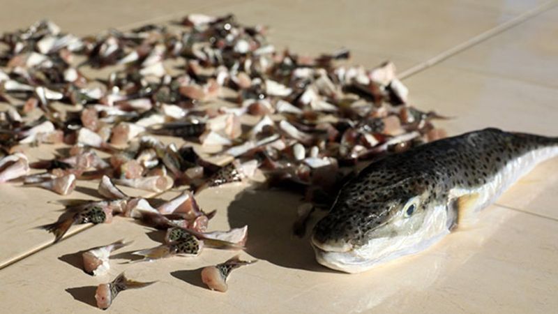 Balon balığı alımları başladı mı, ne zaman? Tanesine 5 lira ödenecek..