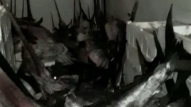 Çanakkale'de yasa dışı kılıç balığı avcılığı