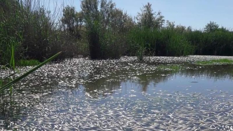 Dicle Nehri'nde binlerce balık telef oldu