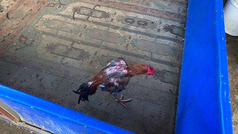 Osmaniye'de evde horoz dövüştürenlere ceza yağdı