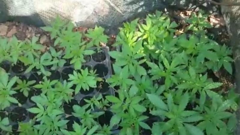 Antalya'da serasında kenevir yakalanan kadın: Hastalığa iyi geliyor