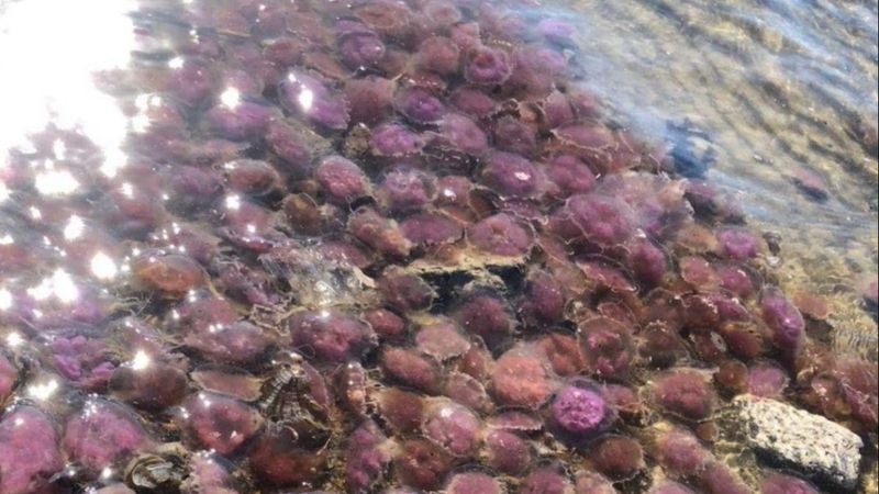 Arsuz'da zehirli denizanaları kıyıya vurdu