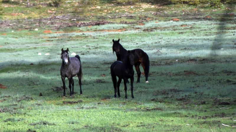 Antalya'nın yılkı atları, sedir ormanlarında dolaşıyor