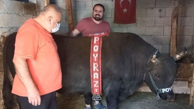 Artvin'de boğasına bayramlık aldı