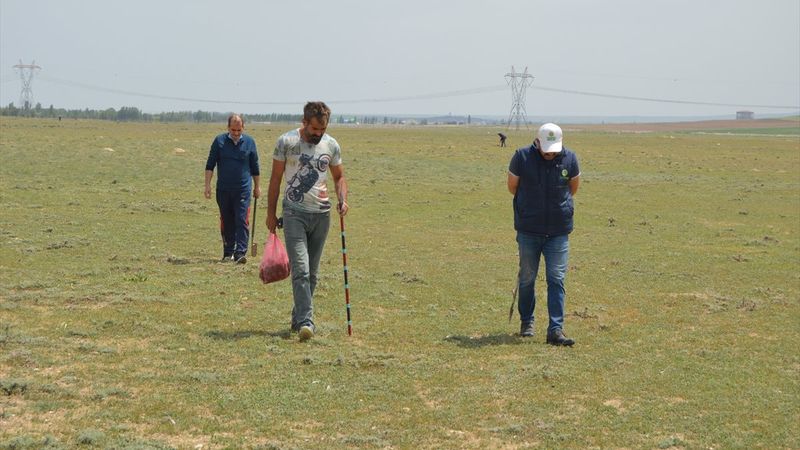 Afyonkarahisar'da domalan mantarları toprak altında aranıyor