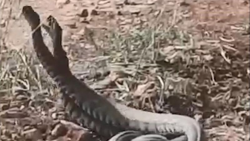 Şanlıurfa'daki engereklerin çiftleşme dansı kamerada