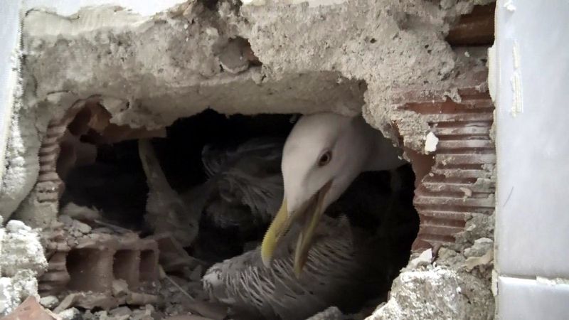 Avcılar'da havalandırma boşluğuna düşen martı kurtarıldı