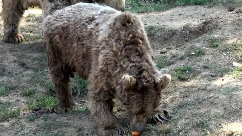 Bursa'daki barınağın son dansçı ayısı Brütüs 37 yaşında