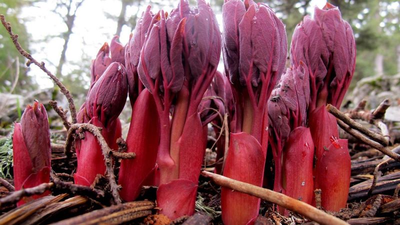 Şakayık koparan yandı