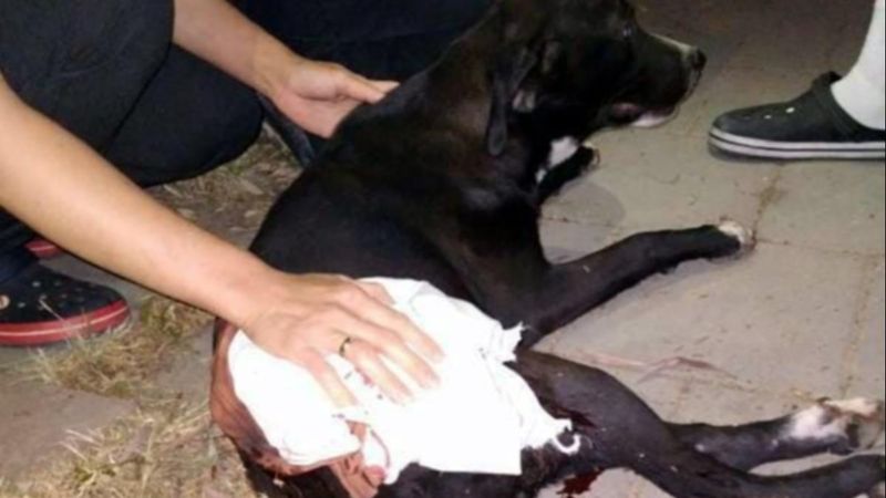 İzmir'de magandaların vurduğu köpek ameliyat edilecek