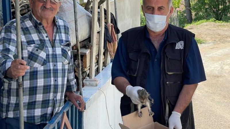 Bartın'daki tarlada yaralı bulunan tavşan tedaviye alındı