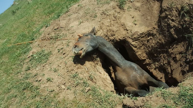 Bitlis'te definecilerin çukuruna düşen at telef oldu