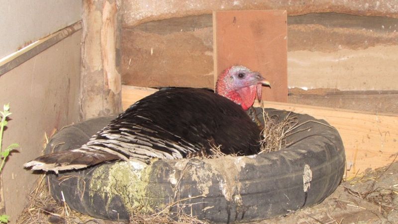 Çanakkale’de kuluçkaya yatan erkek hindi