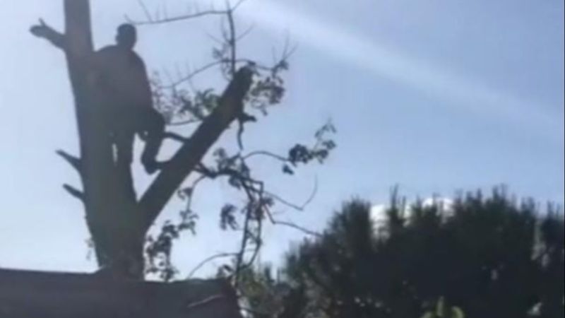 Silivri'de budadığı ağaçta mahsur kaldı