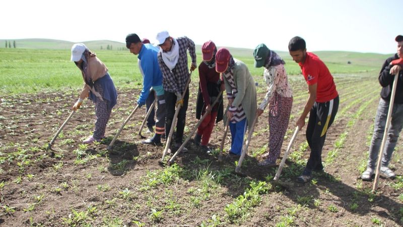 Muş'ta çiftçilerin bayram mesaisi