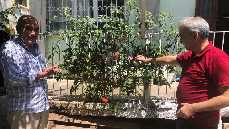 Adana'da betonu delen domates görenleri şaşırtıyor