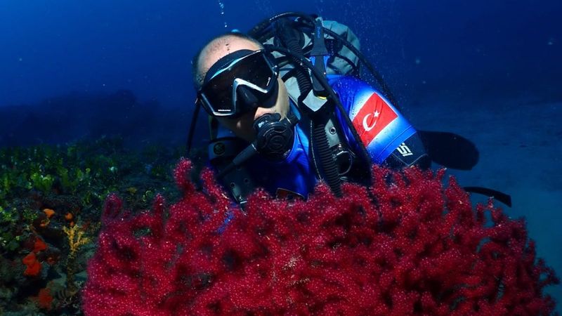 Ayvalık'ın kırmızı mercanları keşfedilmeyi bekliyor