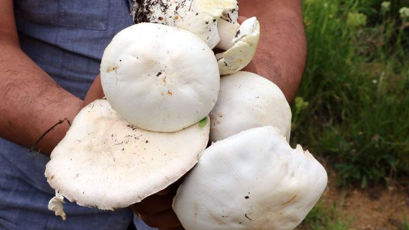 Mantar zehirlenmelerine dikkat