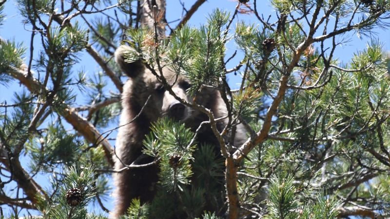 Kars'ta, bozayının ağacın tepesinde beslendiği anlar