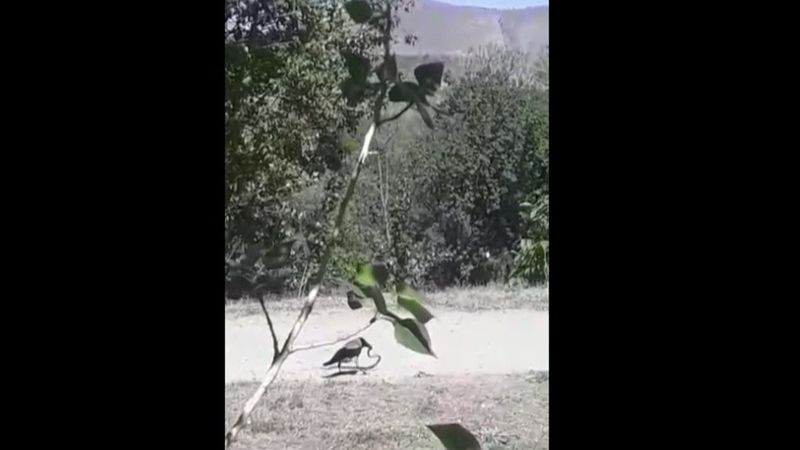 Erzincan'da yılan avlayan karga