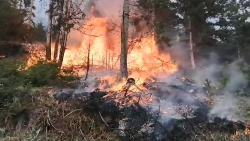 Artvin’de yangın: 4 bin ağaç yok oldu
