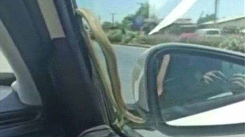 Antalya'da yılanla yolculuk yaptı