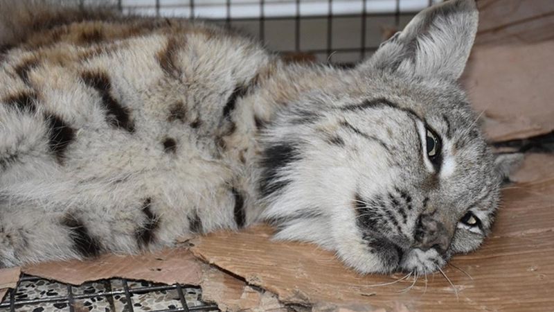 Hakkari'de vatandaşlar tarafından yaralı bulunan vaşak tedavi ediliyor
