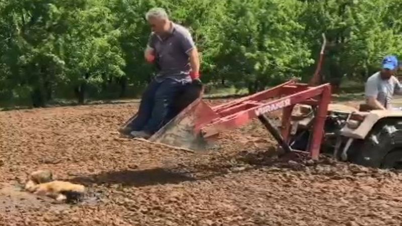 Bursa’da bataklığa saplanan köpeği, çiftçiler kurtardı