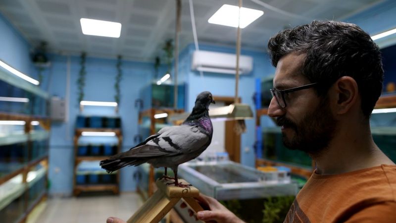 Bursa'da ölen posta güvercinini donduran hayvansever