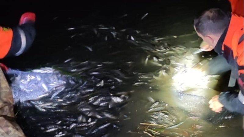 Van'da kaçak avlanılan 15 ton 200 kilo inci kefali suya bırakıldı