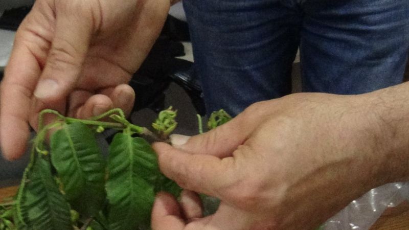 Katil arılar Giresun'da ortaya çıktı