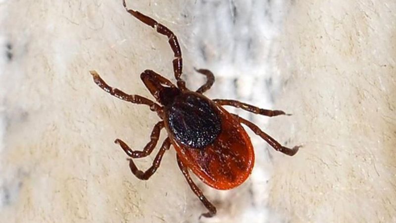 Yozgat'ta bir çiftçi kene ısırmasının ardından hayatını kaybetti