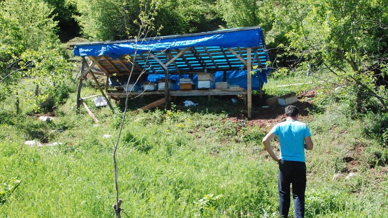 Bartın'da ayılar, üreticinin 15 kovanını parçaladı