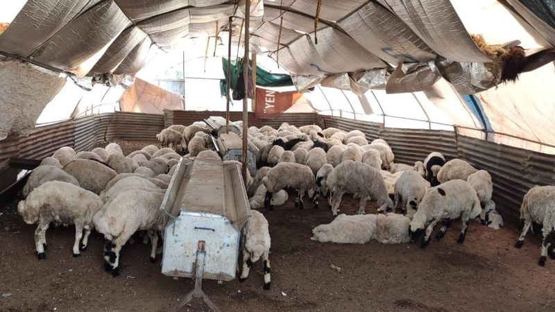 Tunceli'de fırtına: 5 kuzu telef oldu