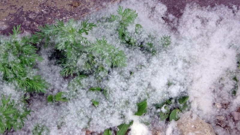 Hakkari'de sokaklar polenle doldu