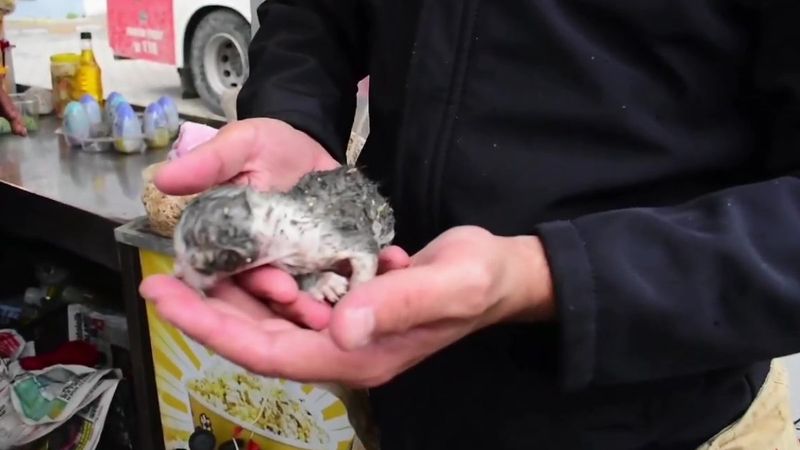 Bursa'da yavru kediler kaya kesilerek kurtarıldı