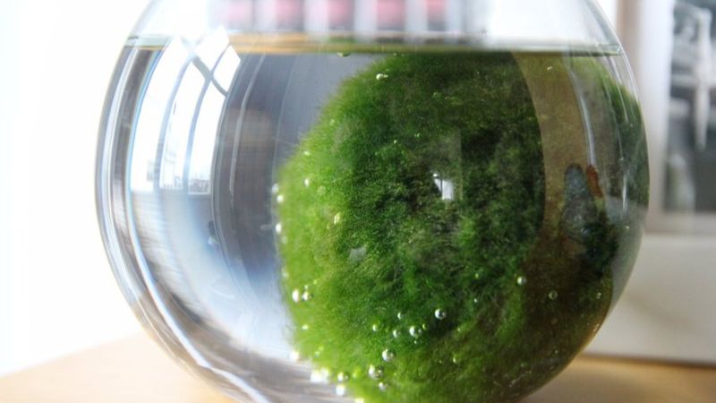 Şans getiren yosun topu: Marimo nedir? Marimo bakımı hakkında bilgiler