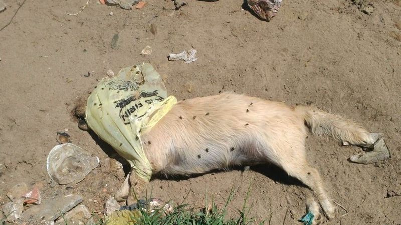 Kocaali'de çöplükte 17 köpek ölüsü bulundu