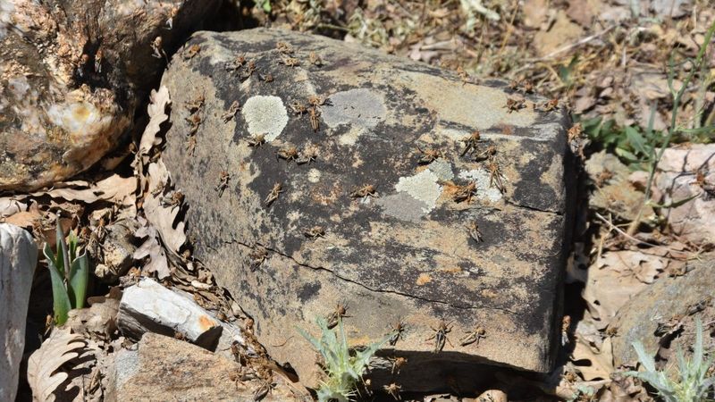Bitlis'te bu yıl da çekirge istilası korkusu başladı