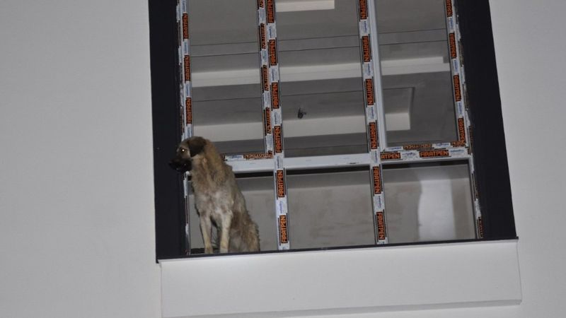 Şanlıurfa'da inşaatta mahsur kalan köpek kurtarıldı
