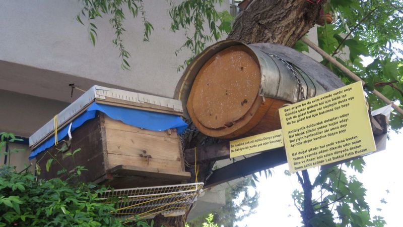 Rizeli bakkal, Kadıköy’ün ortasında arı kovanı kurdu