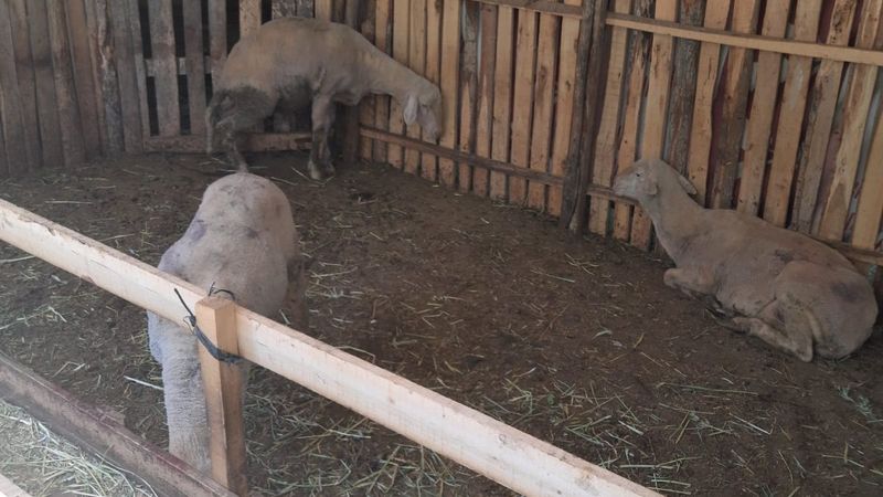 Denizli'de dağdan inen kurt, koyunları telef etti