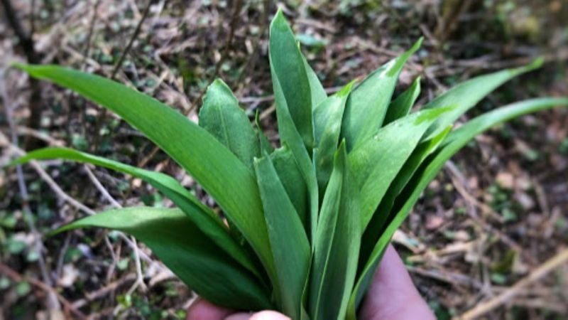 Ege'nin doğal antibiyotiği: Körmen otunun faydaları nelerdir?